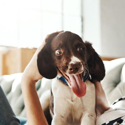 woman lies on a couch and pets her dog